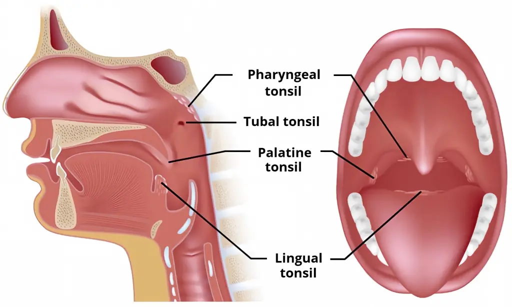 What Is a Coblator? Understanding Coblation Technology in Modern Surgery